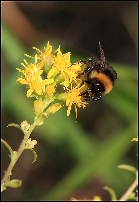 Bombus sp. (Apidae)